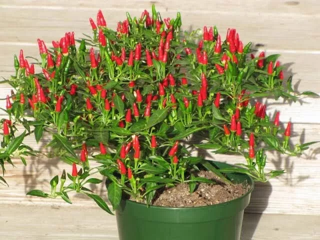 HIGH GERMINATION Super Hot Thai Birds Eye Chilli - Organic Locally Grown 15 Seed