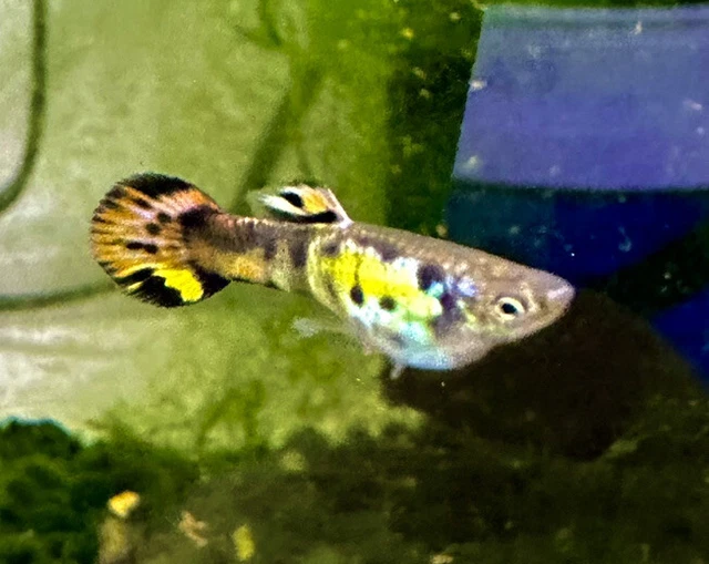 Inferno Guppy - NEW BREED ! (2 Males & 2 Females) Inferno Guppy - NEW BREED ! (2 Males & 2 Females)
