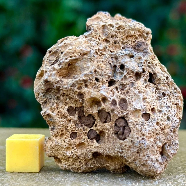 Jurassic Coral Fossil from Wiltshire, UK - Genuine Fossils for Sale