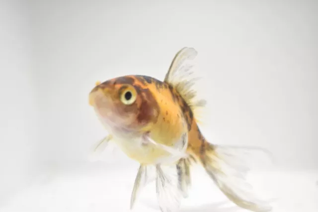 Ryukin Calico Goldfish 2-3" Live Tropical Freshwater Aquarium Fish Tank