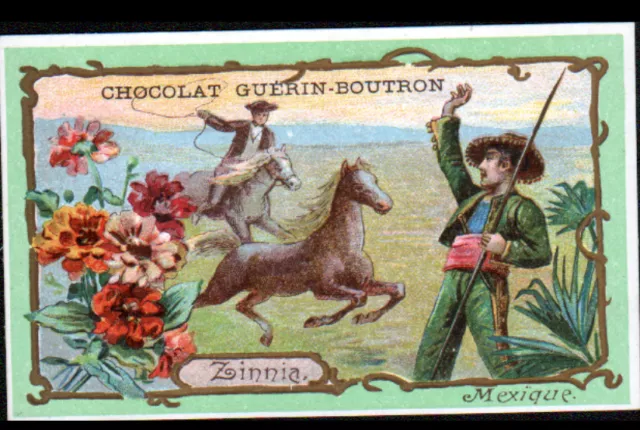 IMAGE CHOCOLAT GUERIN BOUTRON / MEXIQUE / RANCH de CHEVAUX & FLEUR ZINNIA