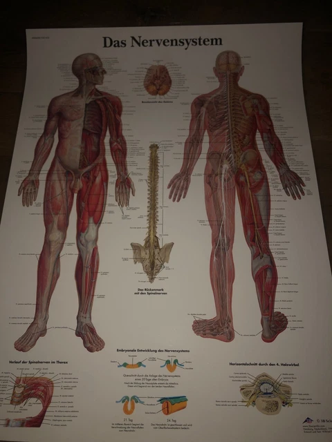 3B Scientific Lehrtafel laminiert - Das Nervensystem Neu