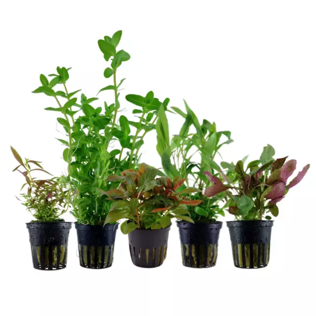 Plantes Ensemble Avec 5 Débutant Pot De Aquarium Aquatiques Aquaone Nr.127