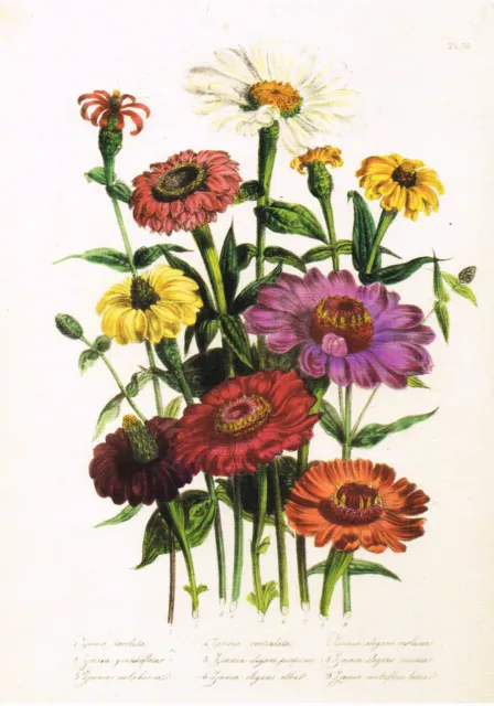 Zinnia Vintage Botanical Flower Floral Print Jane Loudon 1991 OF#33