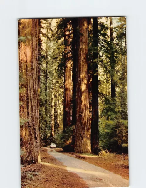 Postcard Sequoia Sempervirens Giant Redwoods California USA