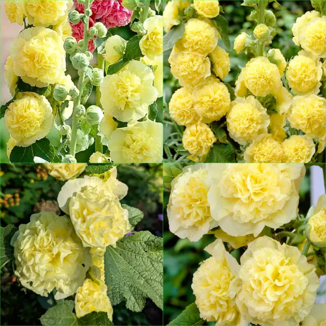 HOLLYHOCK CHATERS DOUBLE GOLDEN YELLOW 15+Seeds Grow FLOWERS Beautiful GARDEN