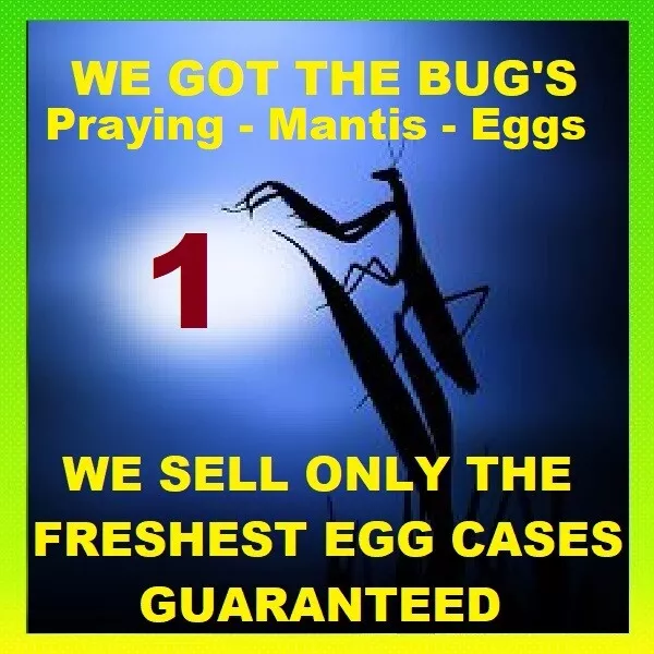 1 Praying Mantis Kit includes egg Educational Science Kit, Free hatching BAG.