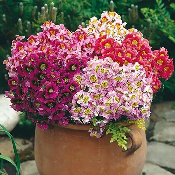 Schizanthus Angel Wings Mixed 200 seeds FLOWER GARDEN cottage EASY border hedge