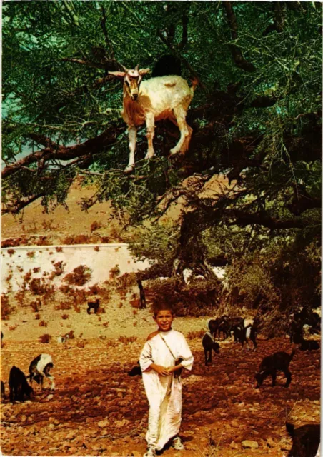 CPM AK MAROC - Chevres dans les arganiers de la vallée du Souss (329179)