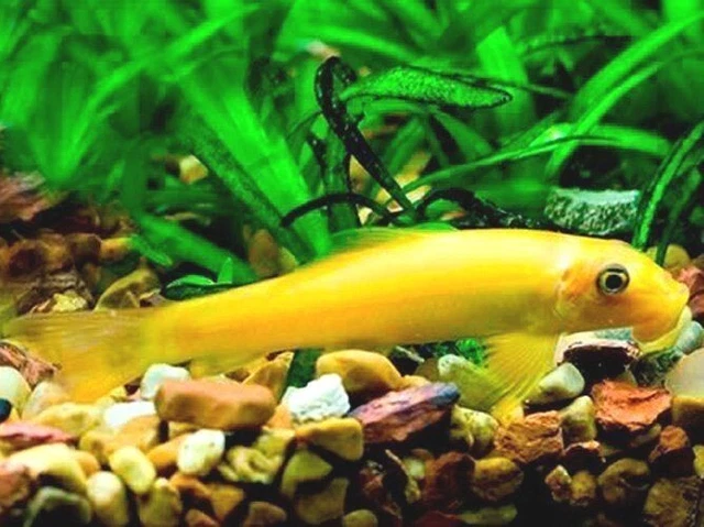 Gold Algae Eater (Gyrinocheilos aymonieri) - Live Freshwater Fish