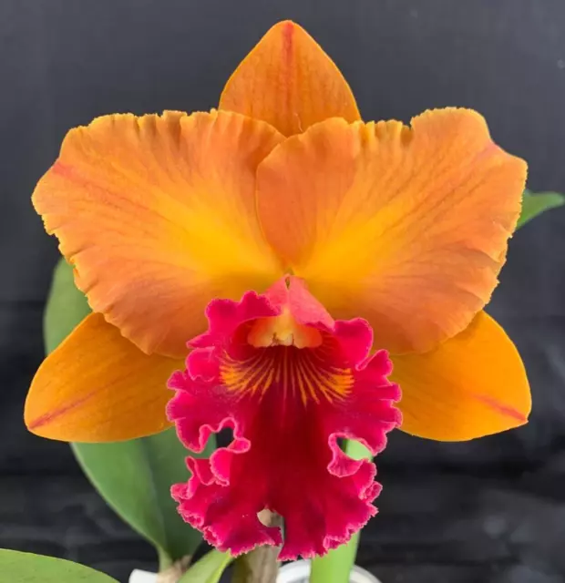RON Cattleya Orchid Rlc. Yingluck Smile 'Hearts of Gold' MERICLONE (B887)