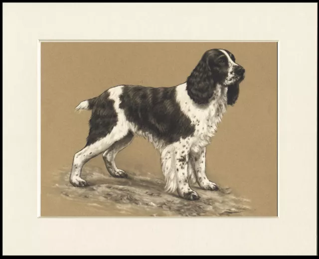 English Springer Spaniel Lovely Dog Print Mounted Ready To Frame