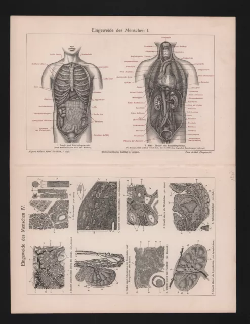 Lithografie 1908 Eingeweide des Menschen. Magen Darm Brust Hals Verdauung Leber