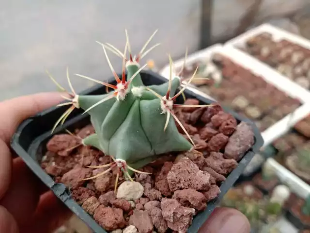 10,000 seeds Ferocactus Histrix 3