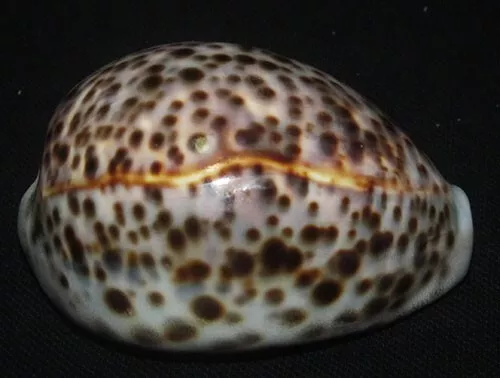 83 mm LINE PATTERN Cypraea Tigris Cowrie Seashell Phuket Thailand #A2 GREAT