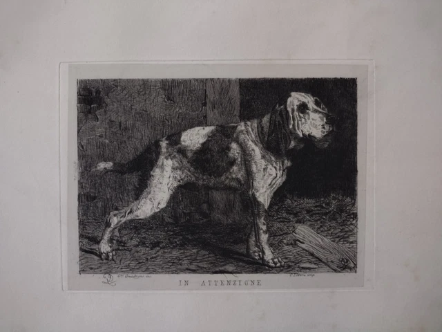 Quadrone In attenzione cane bracco acquaforte originale 1870 Hound dog