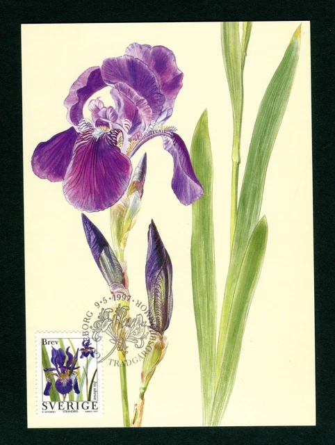 1997 Sweden 5k Siberian Iris Garden Flowers FDC Maximum Card. Maxi Postcard PHQ