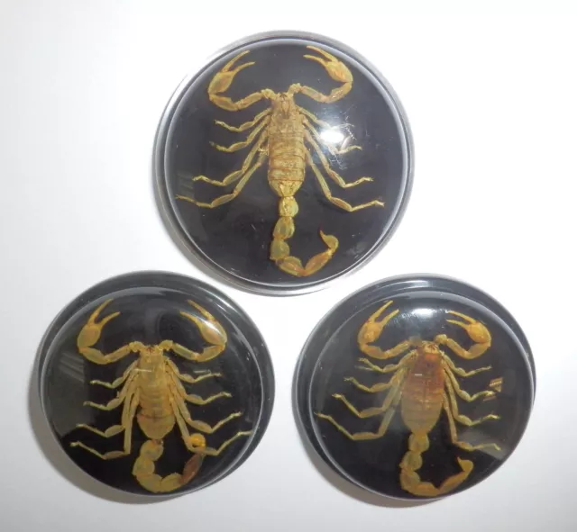 Insect Cabochon Golden Scorpion 38.5 mm Round inner 35 mm on Black 1 piece Lot 2