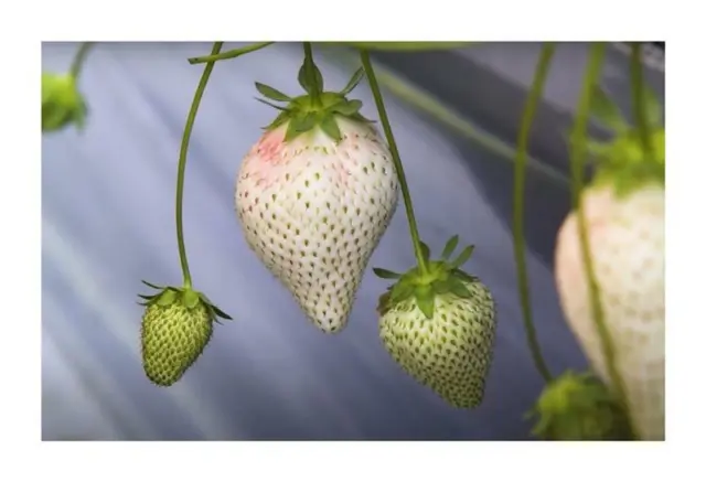 20x Weiße Erdbeeren Ananas Geschmack Obst Garten Pflanzen - Samen A121