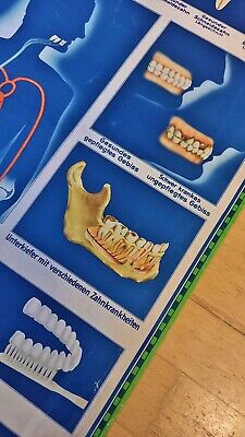 Lehrbild zur Zahngesundheit 30er40er Jahre auf Leinen Kaschiertem Papier 4