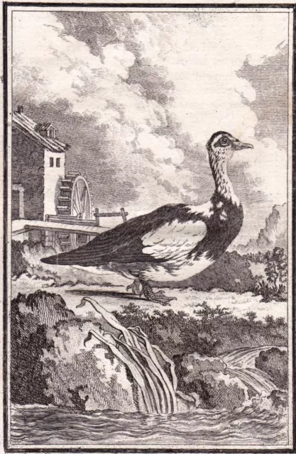 Gravure XVIIIe La Cane Musquée Cairina moschata Moschusente Muscovy duck 1770