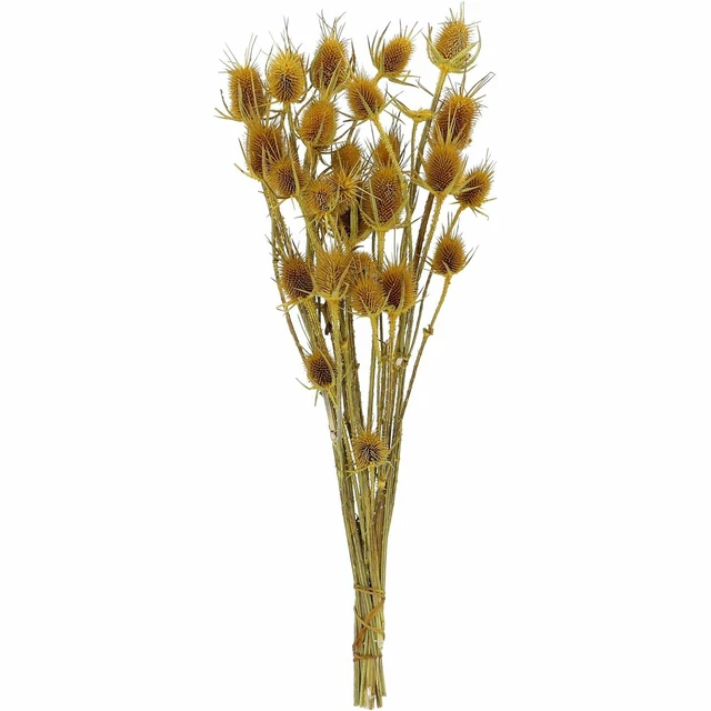 Cardo - 100G - Longitud Aprox. 60CM - Amarillo