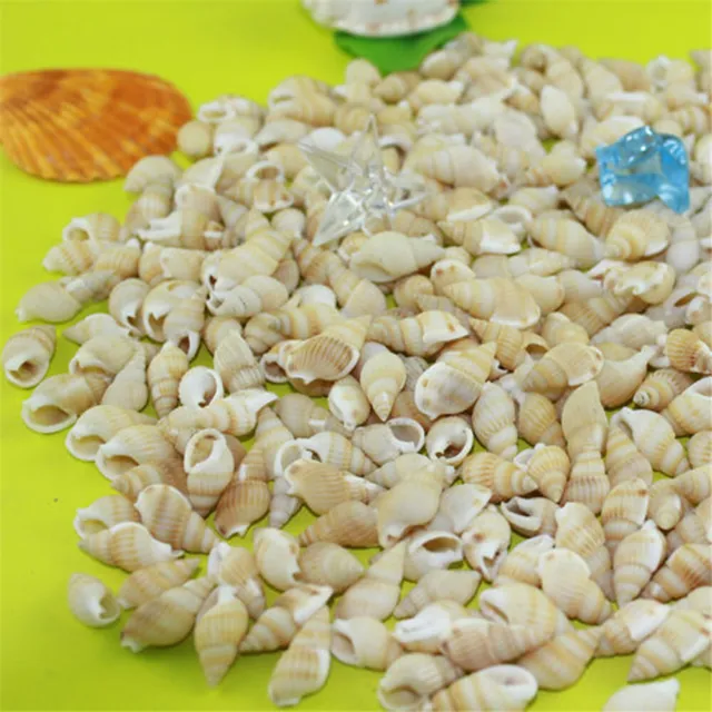 Pack 50 Natural Seashells Shells Mini Conch Beach Wedding Fish Tank Crafts Decor 3