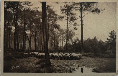 40  DANS LA FORET LANDAISE  LA BERGERE ET SON PREFERE 