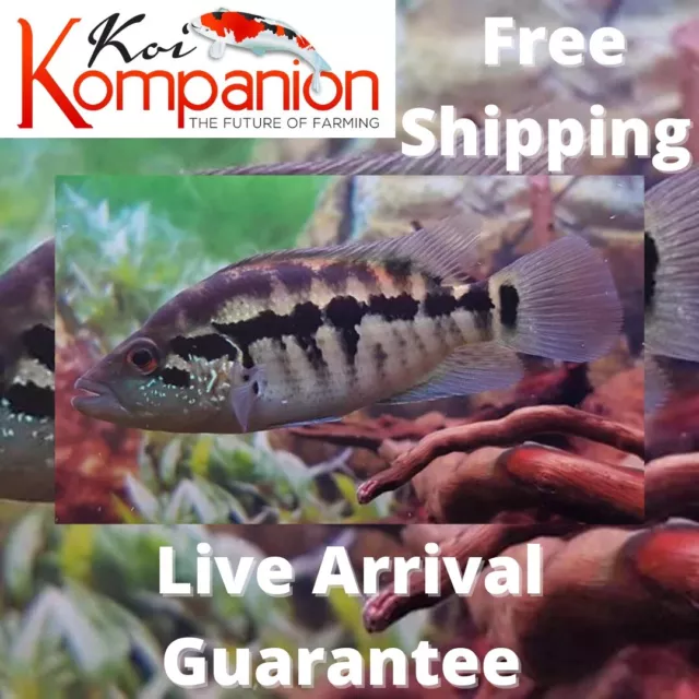 3/5/10X Parachromis Dovii (Wolf) Cichlid Freshwater Koi Kompanion Free Shipping