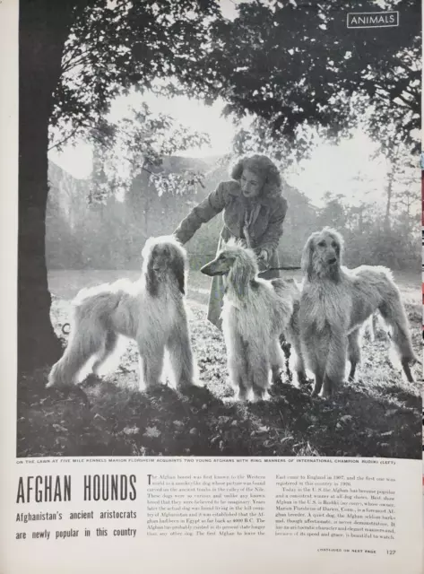 Afghan Hounds 1945 Vtg Print Magazine Article 5 Pgs Plus Cover Dog Collectibles