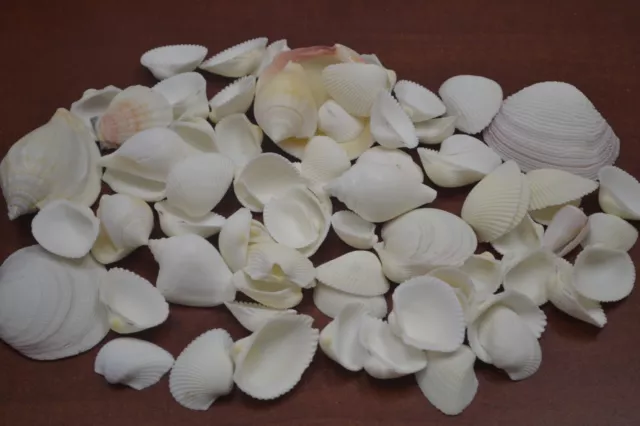 Más de 100 PIEZAS SURTIDO A GRANEL BLANCO MAR CÁSCARA PLAYA DECORACIÓN DE BODA 1 LB #7879
