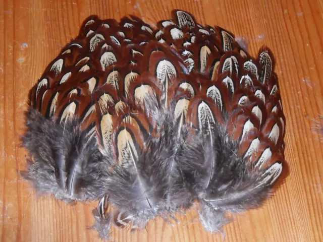 100 Cock Pheasant Shoulder Feathers-Fly Tying Millinery,Hair,Jewellery,Craft.