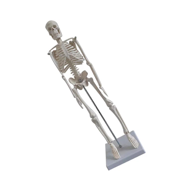 Lot De 12 Mini Squelettes Halloween 14 Cm - Avec Ficelle - Décoration Maison Hantée Et Fête - PVC - 3