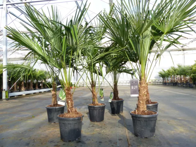 Trachycarpus fortunei 170 cm Palme Hanfpalme, winterhart bis -18°C 3