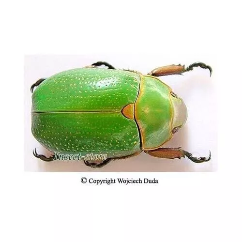 Chrysina spectabilis - small, beautiful, large and rare, 32mm, Honduras