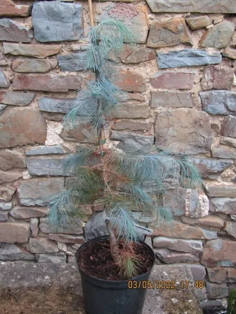 Pinus maximartinezii P9 15-20cm