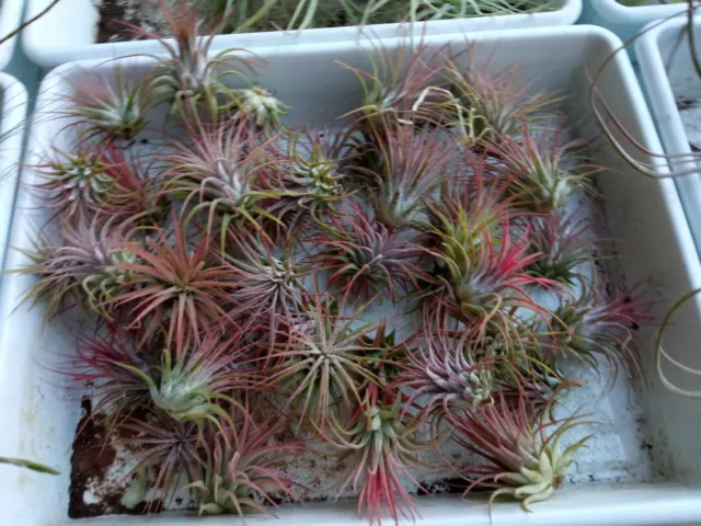 Tillandsia Mélange 10 Air Plants Assorted Ionantha Juncea Bulbe Magnusiana Rubra 3