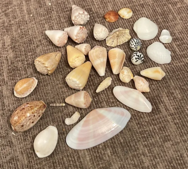 Small Selection Of Tiny Sea Shells For Display, Crafts, Fish Tanks