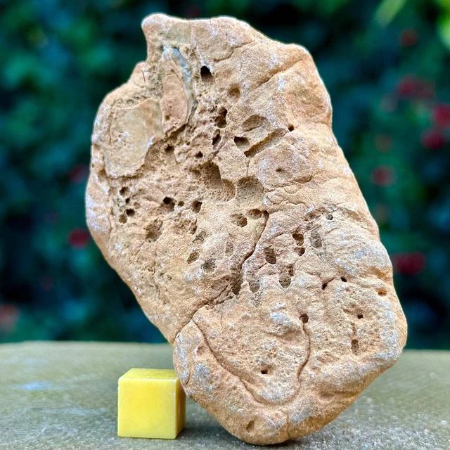 Jurassic Coral Fossil from Wiltshire, UK - Genuine Fossils for Sale