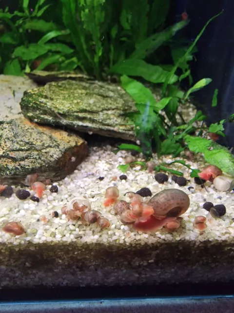 5x Ramshorn Snails Mixed Colours ( Pink, Blue, Leopard)