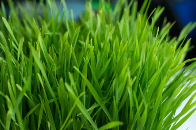 Wheatgrass Seeds - Microgreens Seeds Micro Wheatgrass x 600 seeds