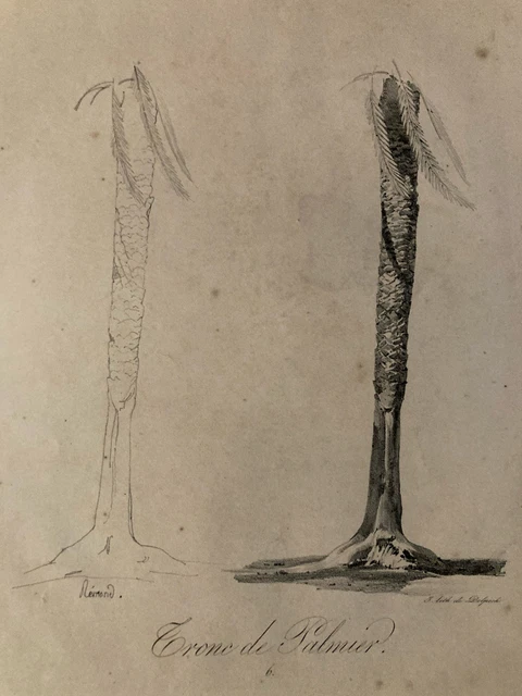 Eugène Delâtre - L'arbre - Gravure originale - Art Moderne