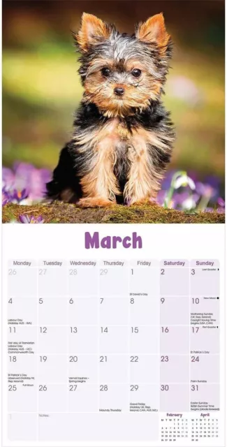 Yorkshire Terrier Puppies 2024 Calendar Book NEUF 2