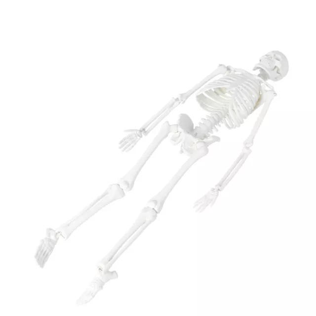 Removable Skeleton Model Human Anatomical Study Statue Body