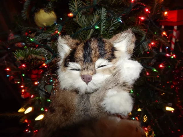 Sleeping Kitten. Real Fur.  Mint Condition. Beautiful Resting Kitty.