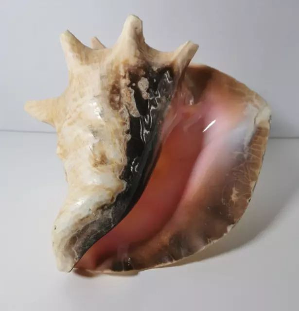 Large Natural Queen Conch Seashell Horned Beach 8" X 7.5" Beige White