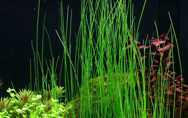 Aquariumpflanze Eleocharis montevidensis Tropica Nr.132D Wasserpflanzen Aquarium