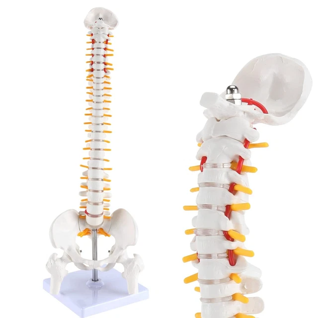 Miniature Spine Anatomy Model 15.5", Please Read Description!