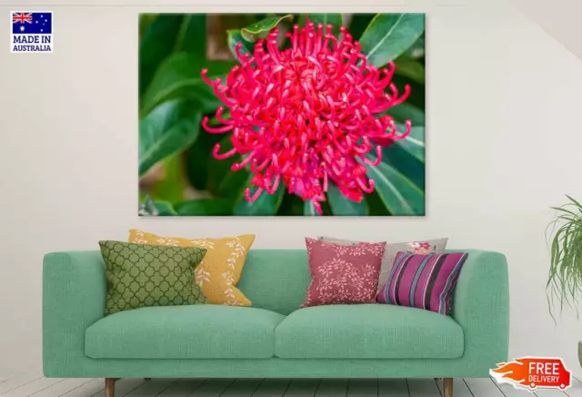 Red Waratah Flower Closeup View Wall Canvas Home Decor Australian Made Quality