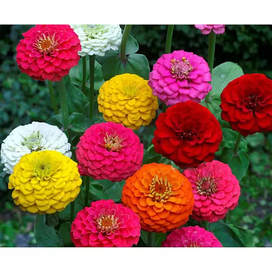 Flower - Zinnia Lilliput Mix - 155 Premium Quality Seeds - 1st Class